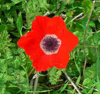 Image of lilies-of-the-field