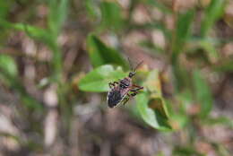 Image of Apiomerus floridensis Berniker & Szerlip ex Berniker et al. 2011