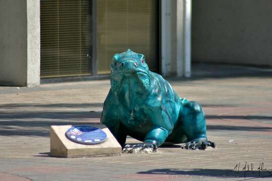 Image de Iguane bleu