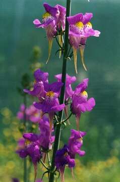 Image of Linaria triornithophora (L.) Willd.