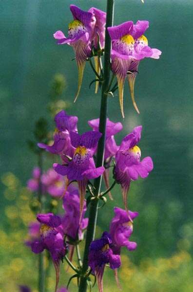 صورة Linaria triornithophora (L.) Willd.