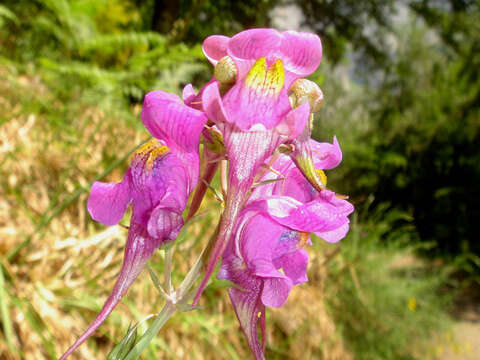 صورة Linaria triornithophora (L.) Willd.