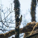 Image of Cameroon Scrub-warbler