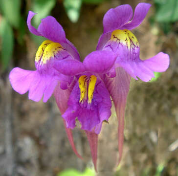 Image of Linaria triornithophora (L.) Willd.