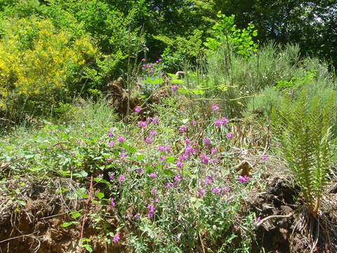 Image of Linaria triornithophora (L.) Willd.