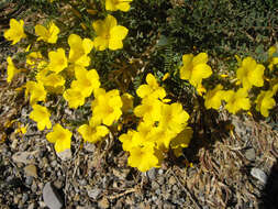 Imagem de Linum campanulatum L.