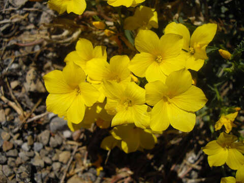 Imagem de Linum campanulatum L.