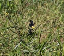 Image of Unicolored Blackbird