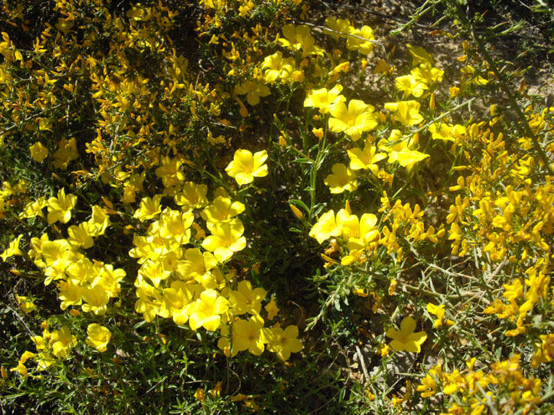 Imagem de Linum campanulatum L.