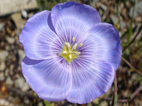 Image of Blue flax