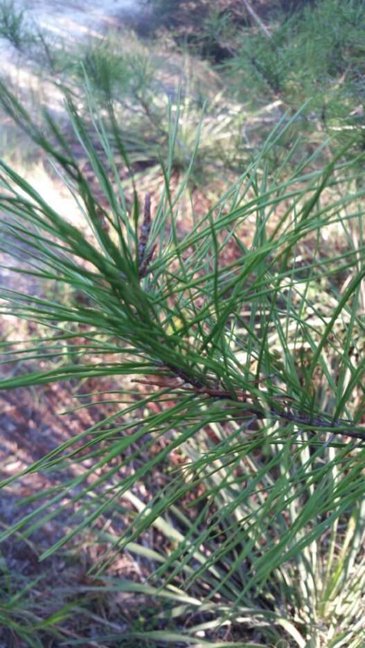 Image of sand pine