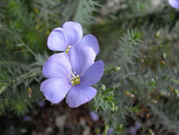 Image of Blue flax