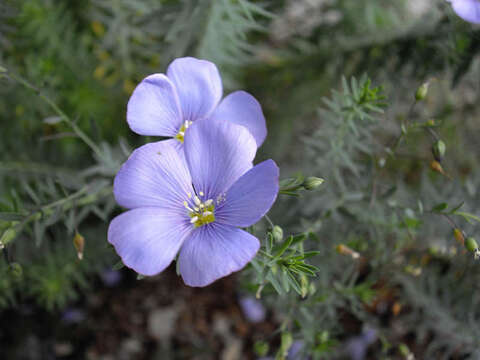 Image of Blue flax