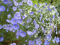 Image of Blue flax