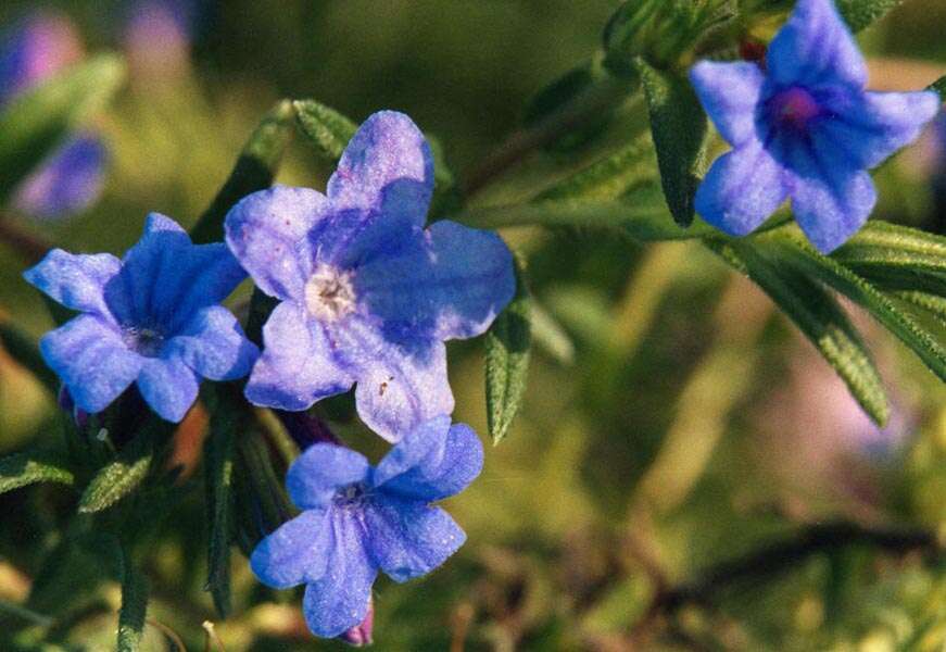 疏花木紫草的圖片