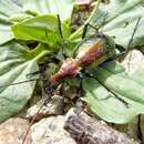 Image of Carabus (Chrysocarabus) rutilans Dejean 1826