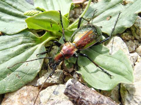 Image of Carabus (Chrysocarabus) rutilans Dejean 1826