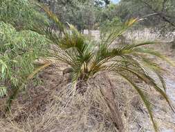 Image of Macrozamia fraseri Miq.