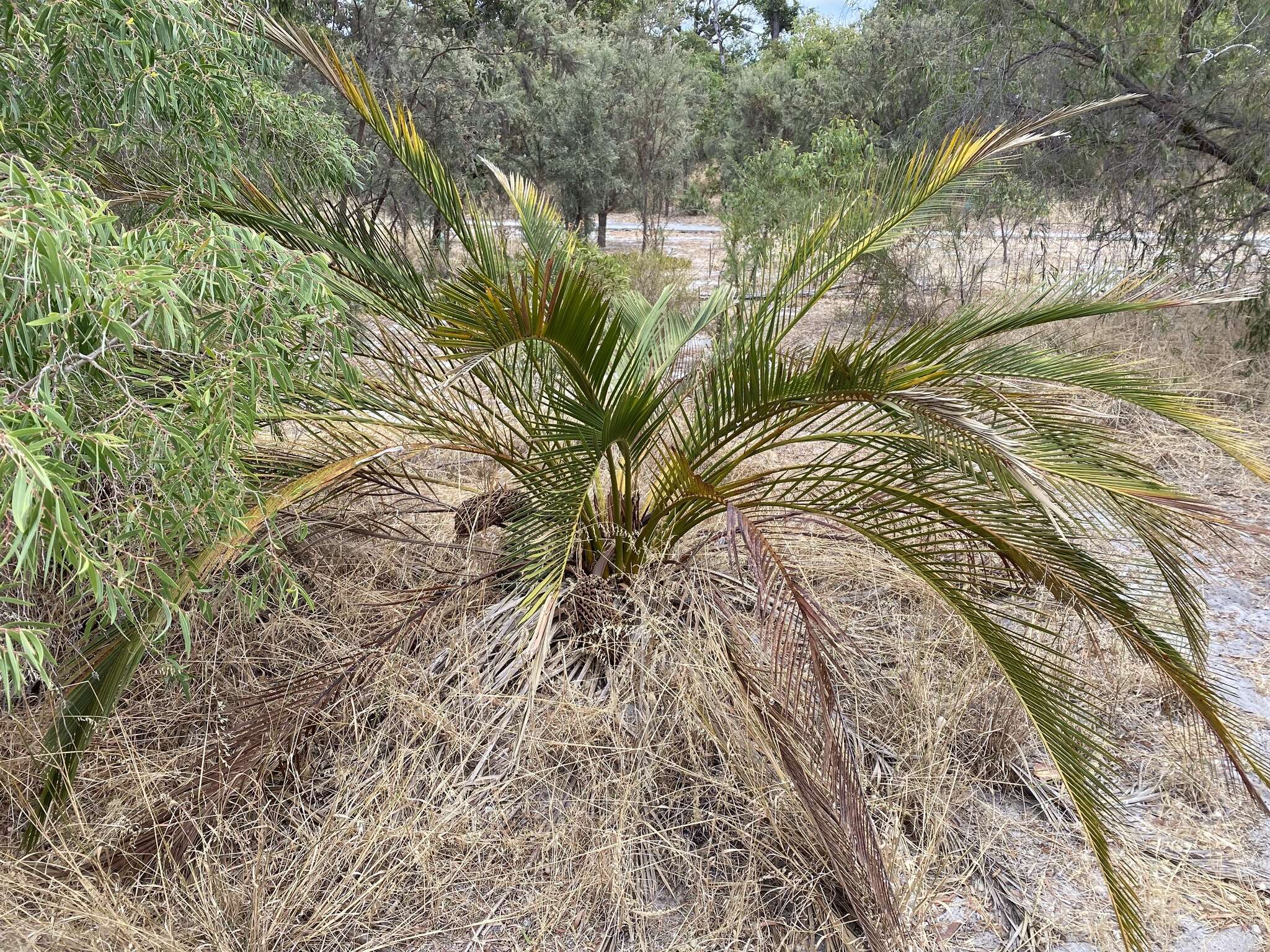 Image of Macrozamia fraseri Miq.