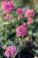 Слика од Silene suecica (Loddiges) Greuter & Burdet