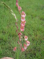 Image de Gladiolus crassifolius Baker