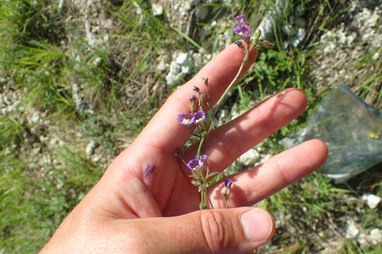 Image of Chaenorhinum origanifolium (L.) Fourr.