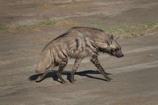 Image of <i>Hyaena hyaena dubbah</i> Meyer 1793