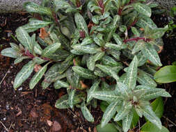 Image of yellow loosestrife