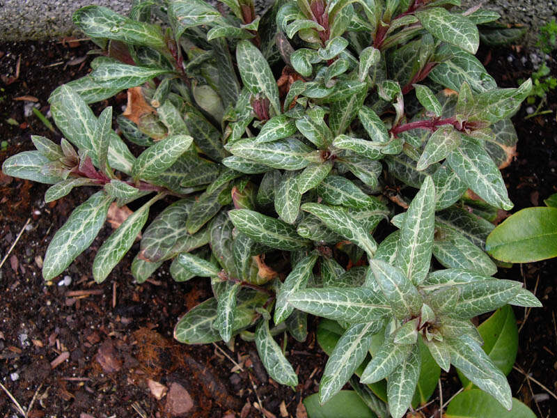 Image of yellow loosestrife