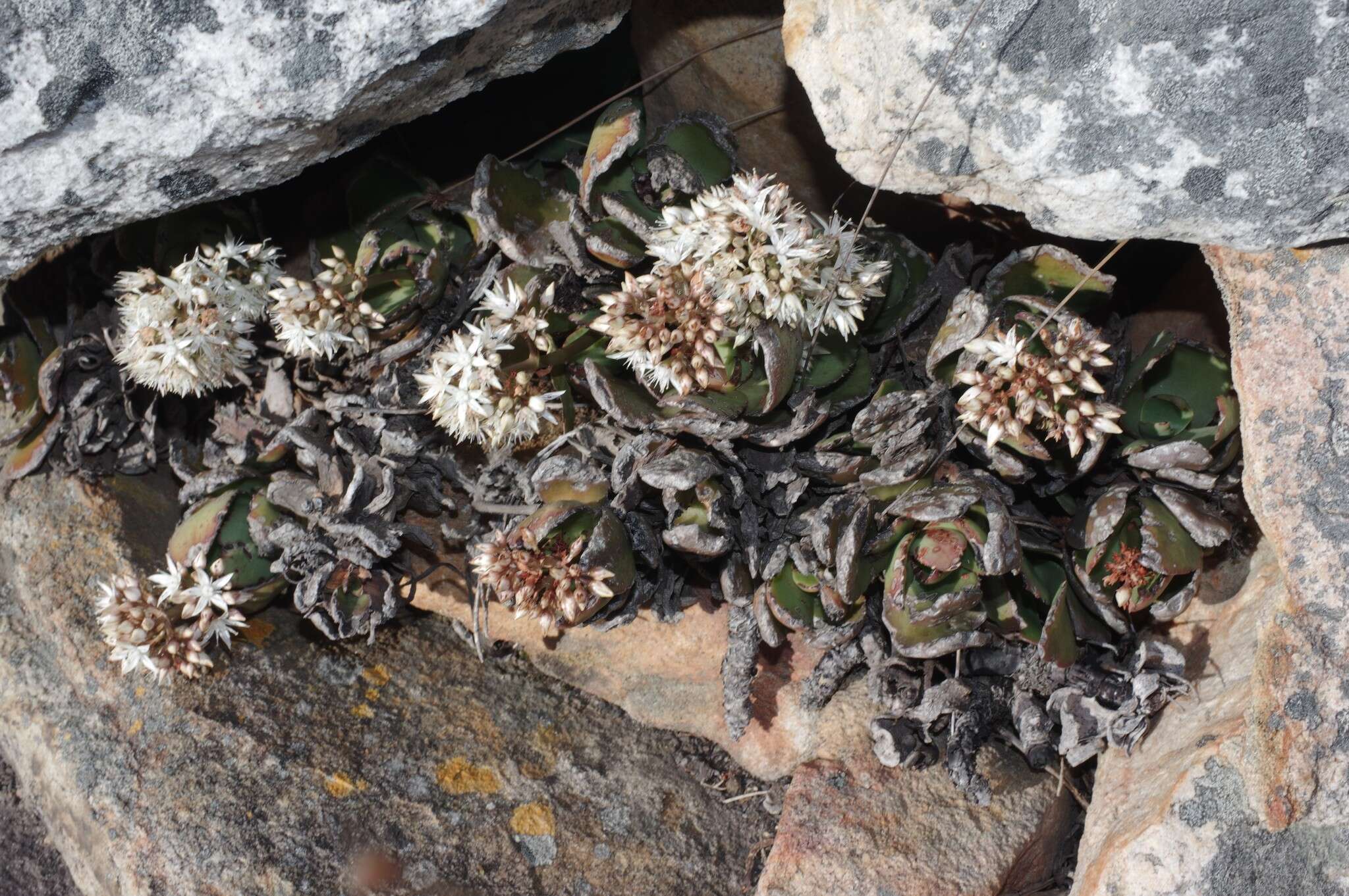 Image of Crassula lactea