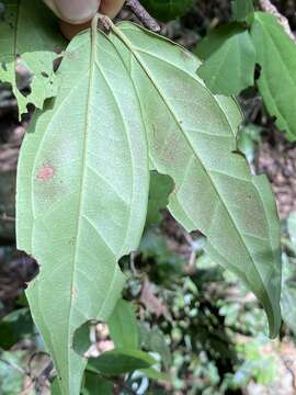 Rhodamnia sessiliflora Benth. resmi