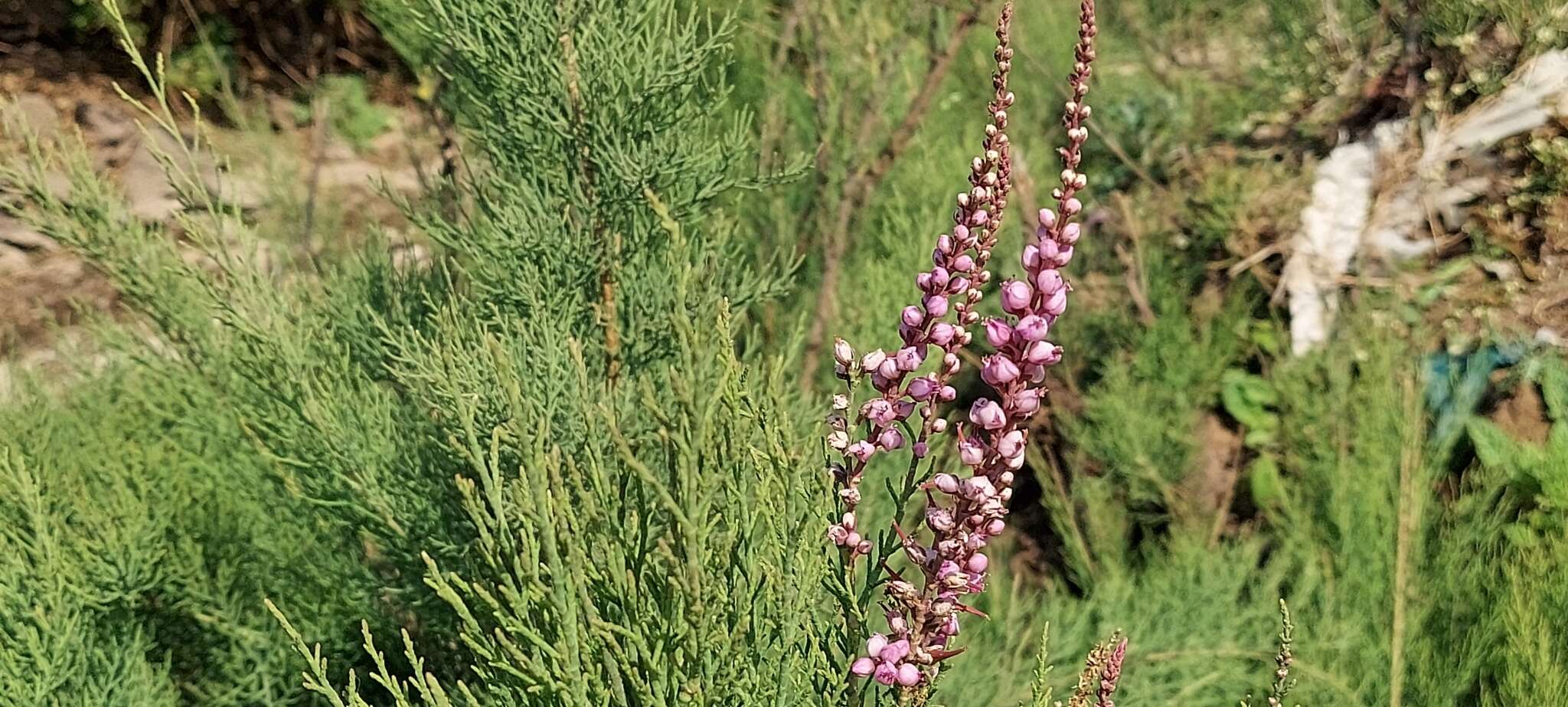 Image of Tamarix ericoides Rottl. & Willd.