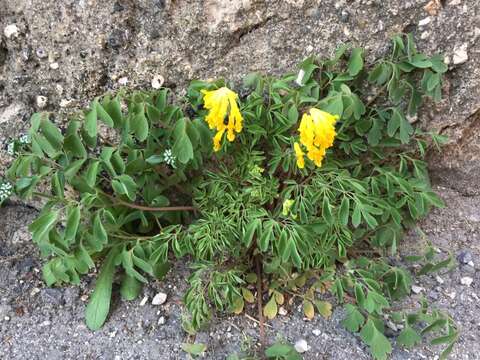 Imagem de Pseudofumaria lutea (L.) Borkh.