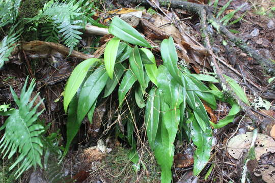 Image of Stelis pachyglossa (Lindl.) Pridgeon & M. W. Chase