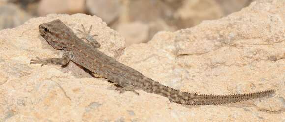 Image of Blandford's Semaphore Gecko