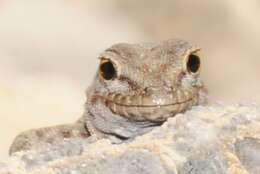 Image of Blandford's Semaphore Gecko