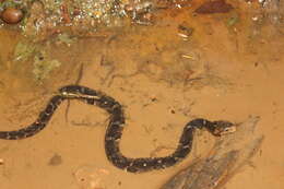 Image of Southern Water Snake