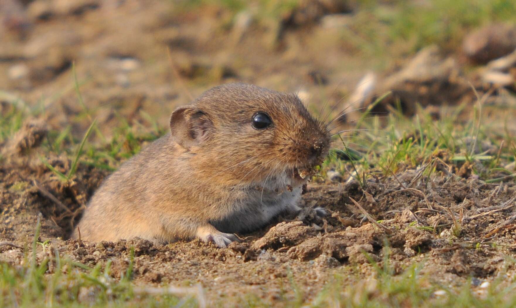 Image of Guenther’s Vole