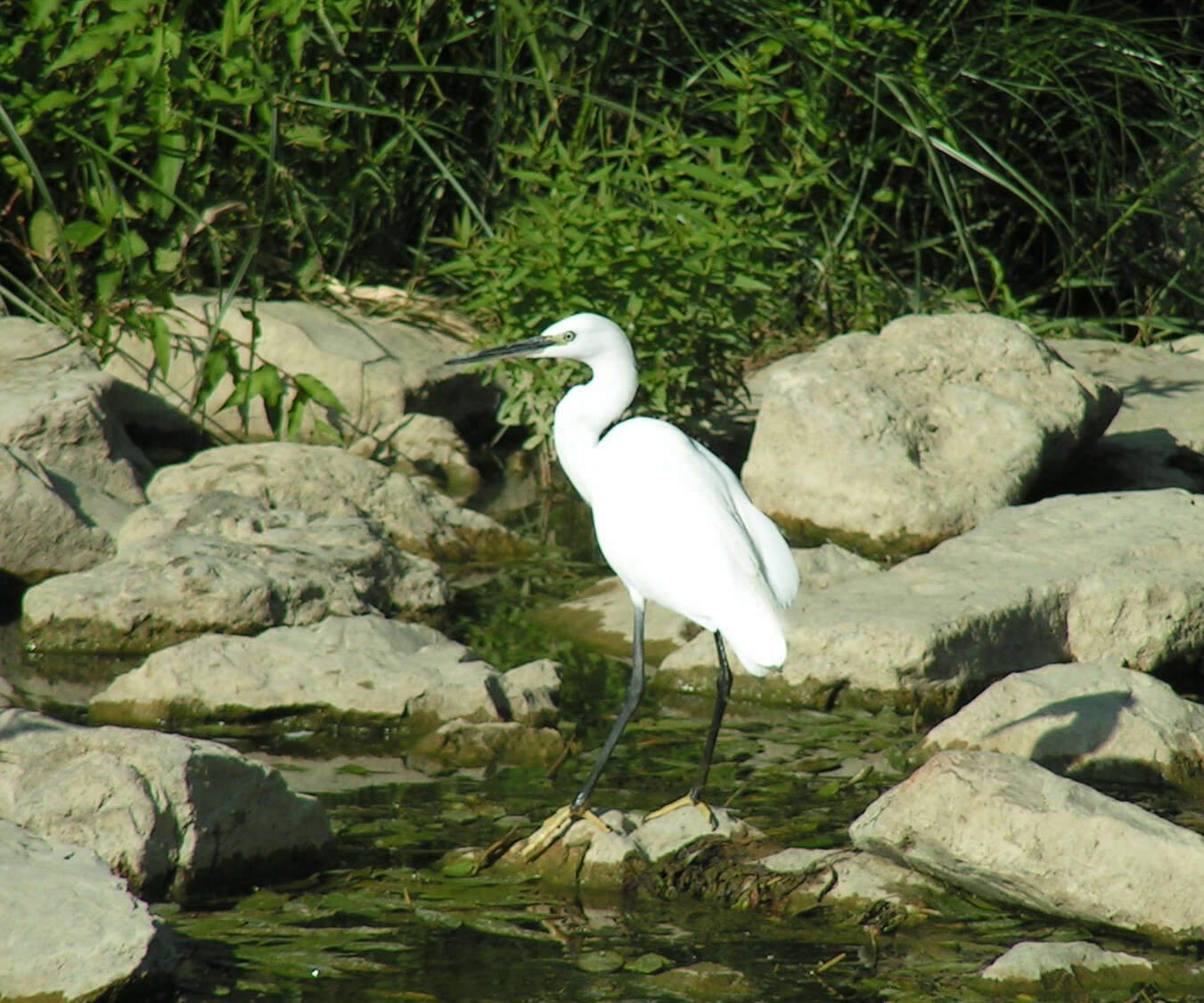 Image of Little Egret