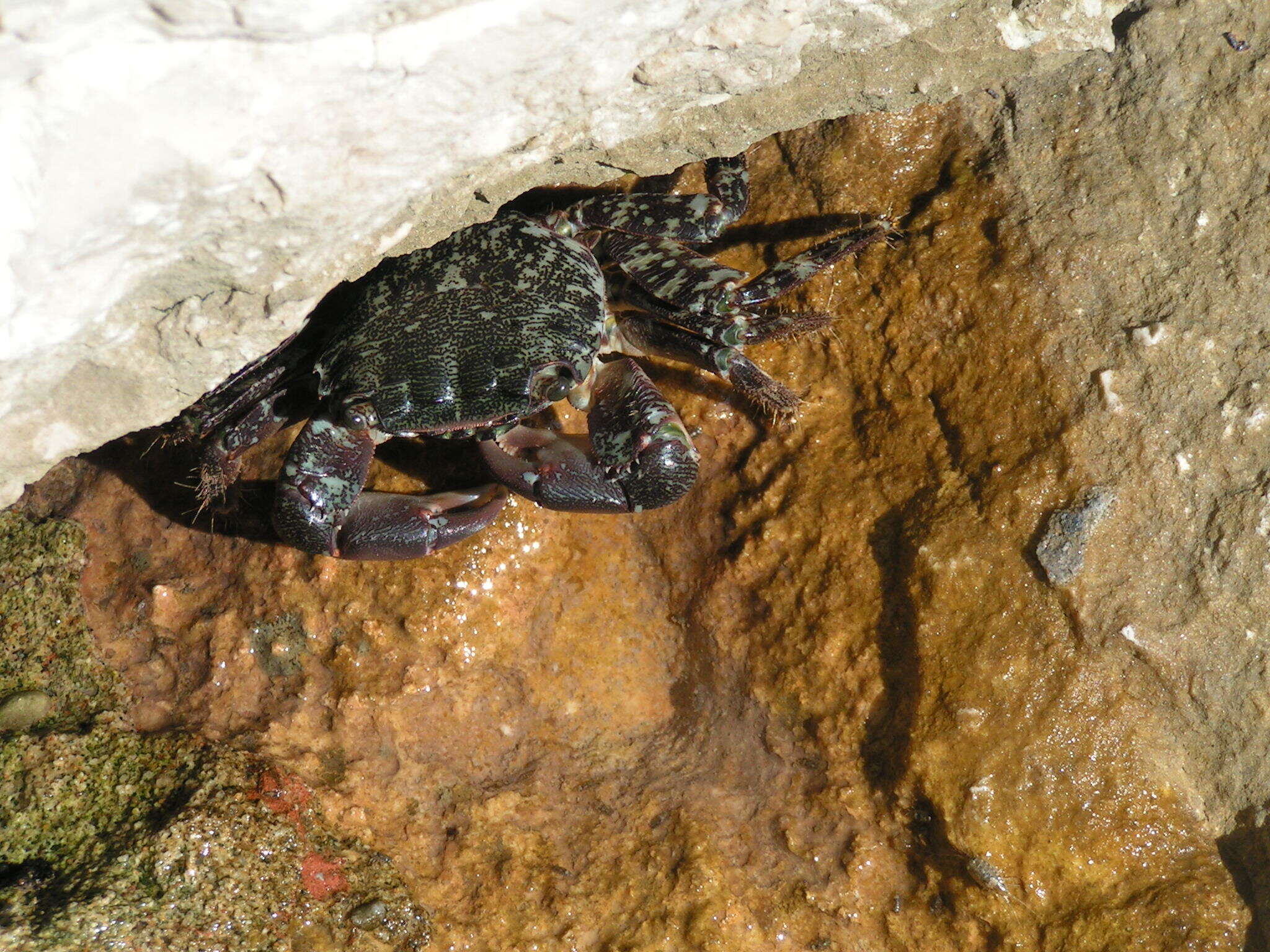 Image of marbled rock crab