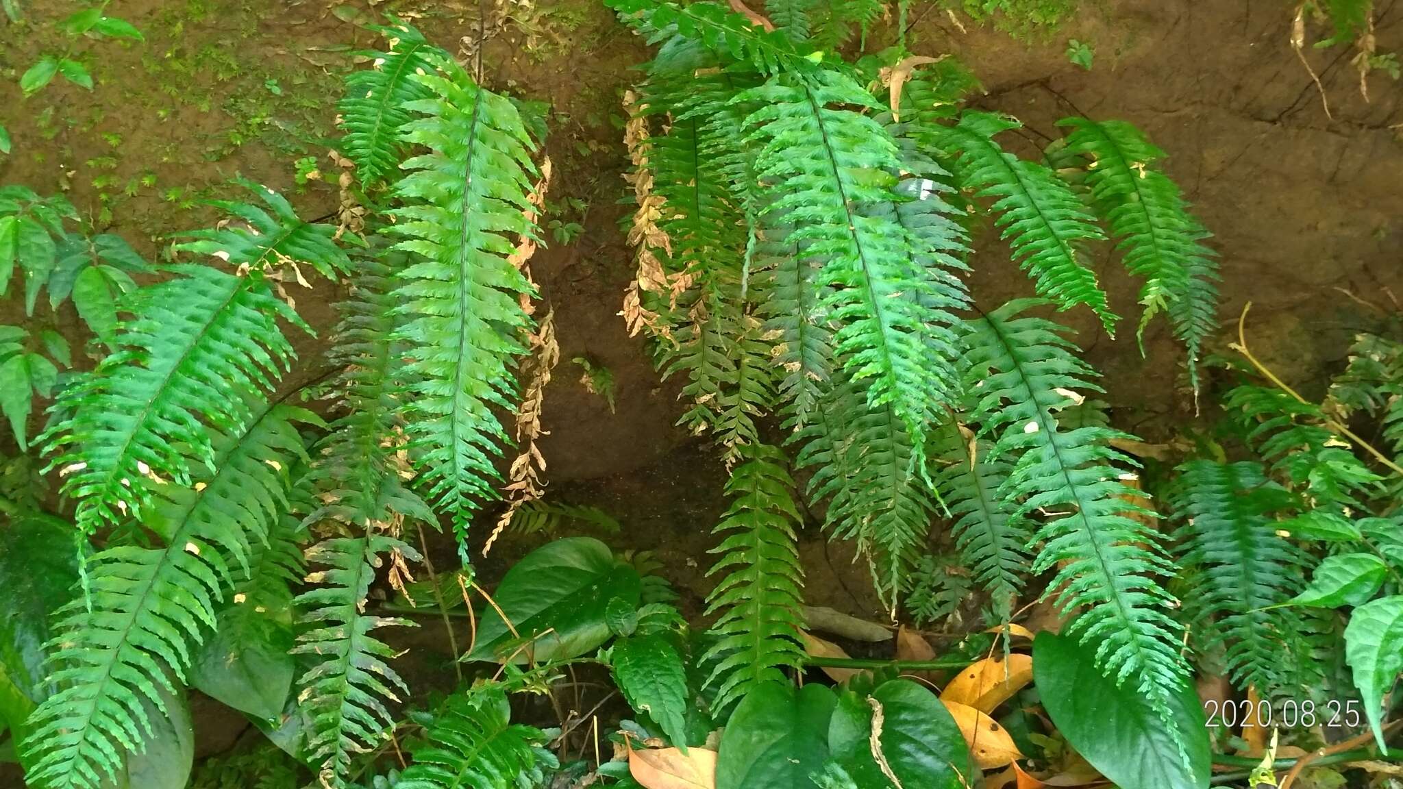 Plancia ëd Hymenasplenium unilaterale (Lam.) Hayata