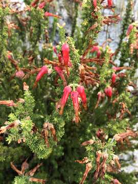 Image of <i>Erica monadelphia</i>