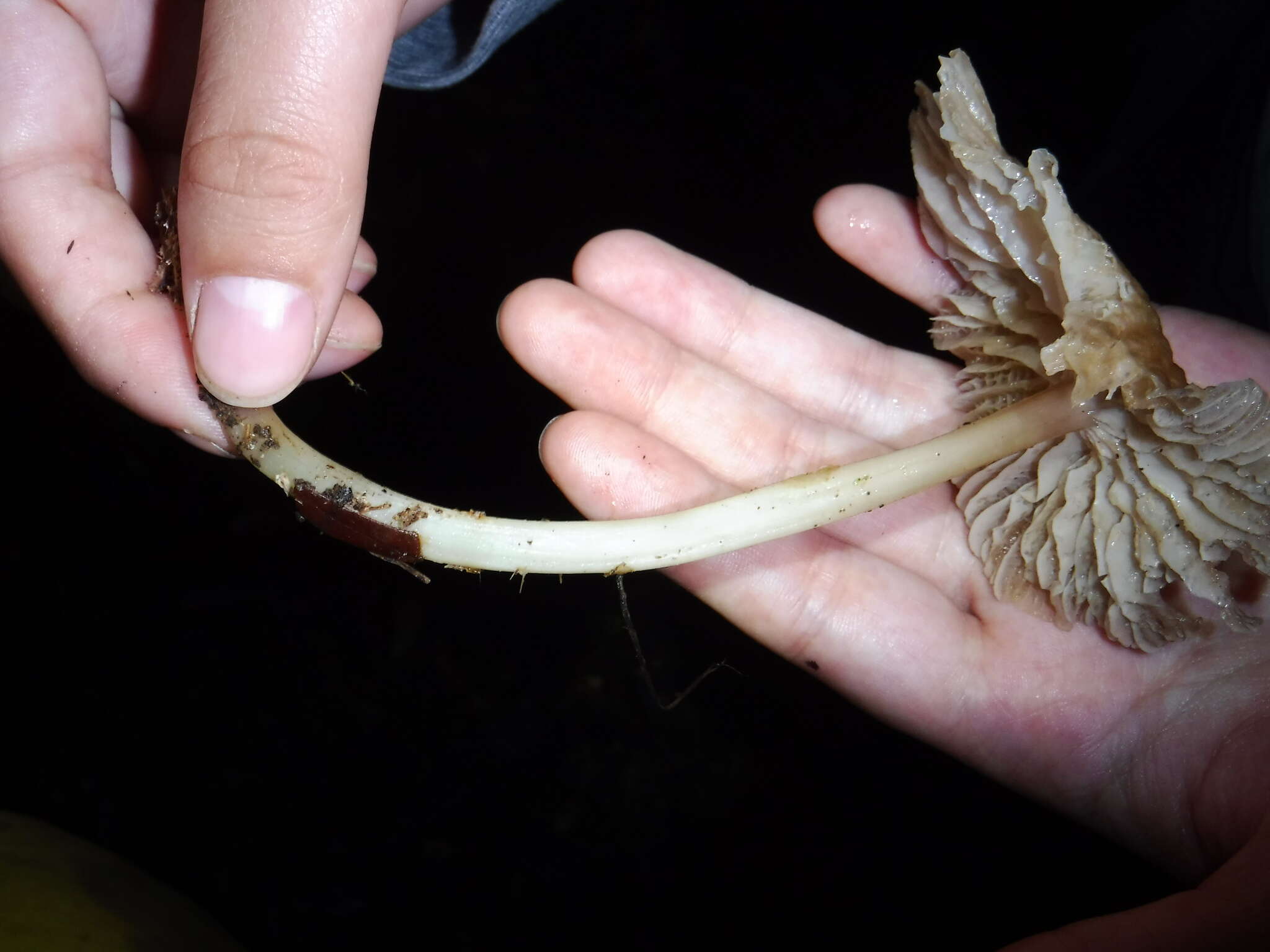 Image of Marasmius calhouniae Singer 1989