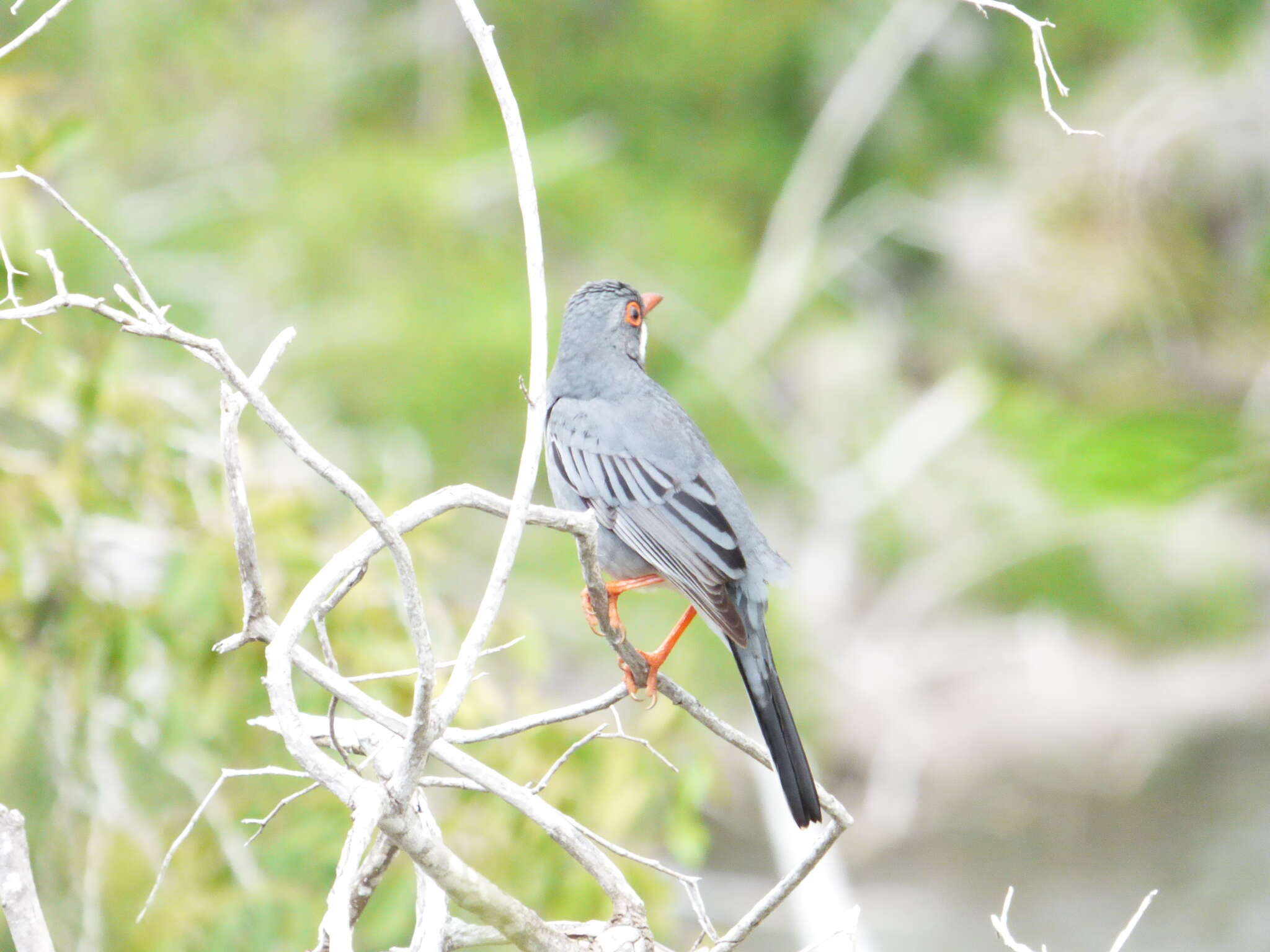 Image of Red-legged Thrush