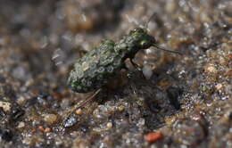 Image of Elaphrus (Elaphrus) riparius (Linnaeus 1758)