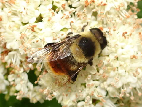 Image of Eristalis flavipes Walker 1849