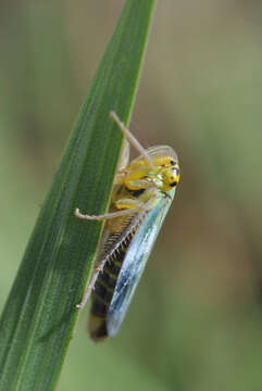 Image of Cicadella viridis (Linnaeus 1758)