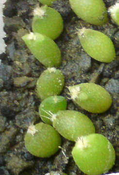 Image of Astrophytum myriostigma Lem.