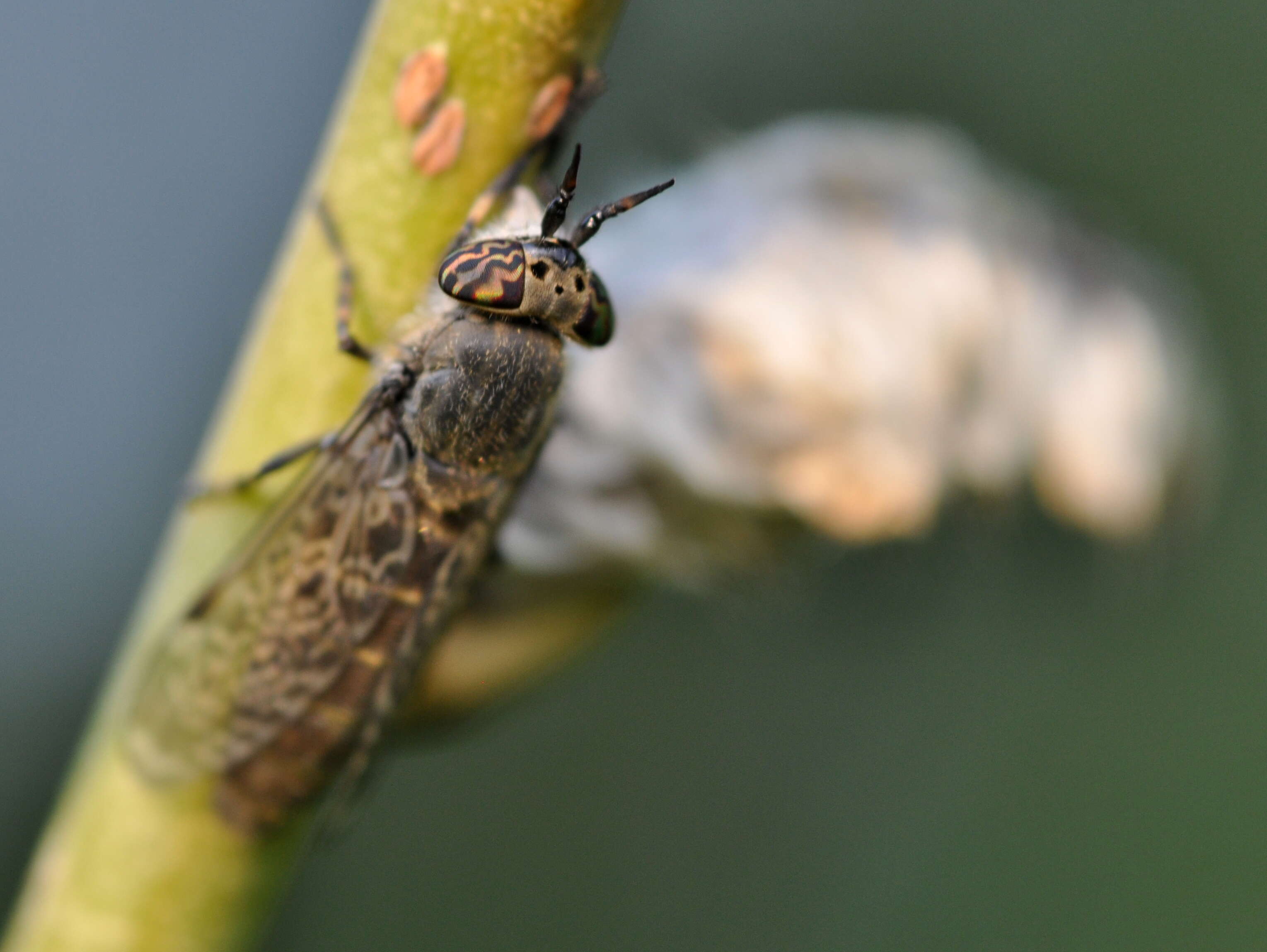 Image de Haematopota pluvialis (Linnaeus 1758)