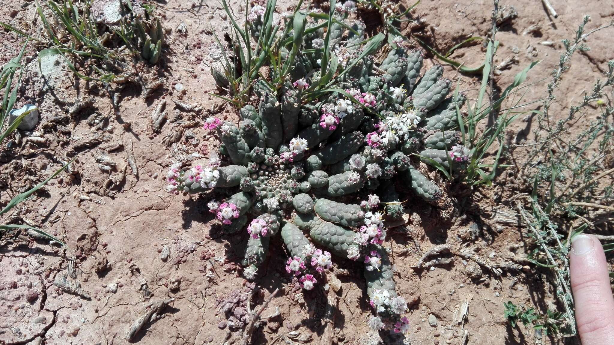 Image of Euphorbia inermis Mill.